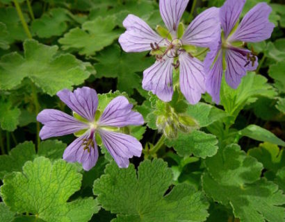 Geranium ‘Philippe Vapelle’ - ooievaarsbek