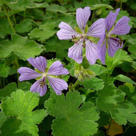 Geranium ‘Philippe Vapelle’ - ooievaarsbek