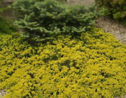 Juniperus horizontalis ‘Golden Carpet’ - jeneverbes