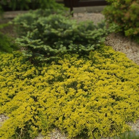 Juniperus horizontalis ‘Golden Carpet’ - jeneverbes