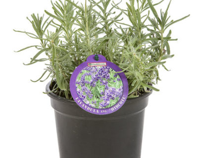 Lavandula angustifolia ‘Hidcote’ pot 3 liter