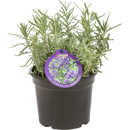 Lavandula angustifolia ‘Hidcote’ pot 3 liter