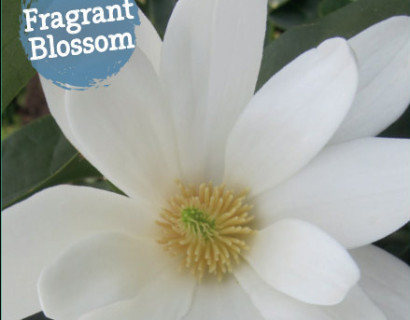 Michelia ‘Fairy Magnolia White’ - Magnolia