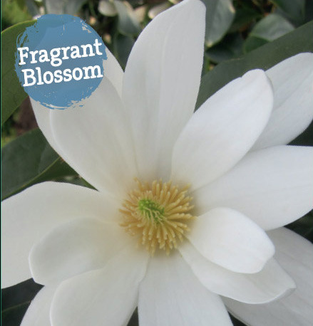 Michelia ‘Fairy Magnolia White’ - Magnolia