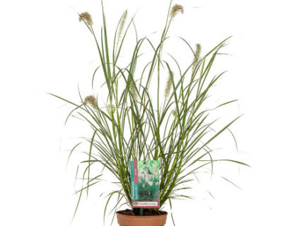 Pennisetum alopecuroides ‘Hameln’ pot 1.5 liter - lampenpoetsersgras