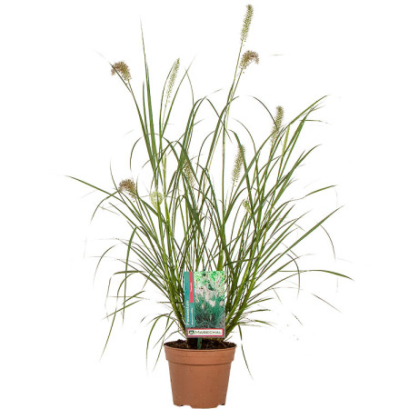 Pennisetum alopecuroides ‘Hameln’ pot 1.5 liter