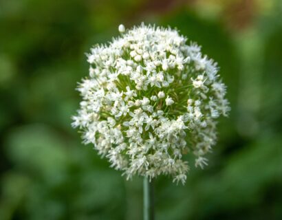 Allium ‘Mont Blanc’ - sierui