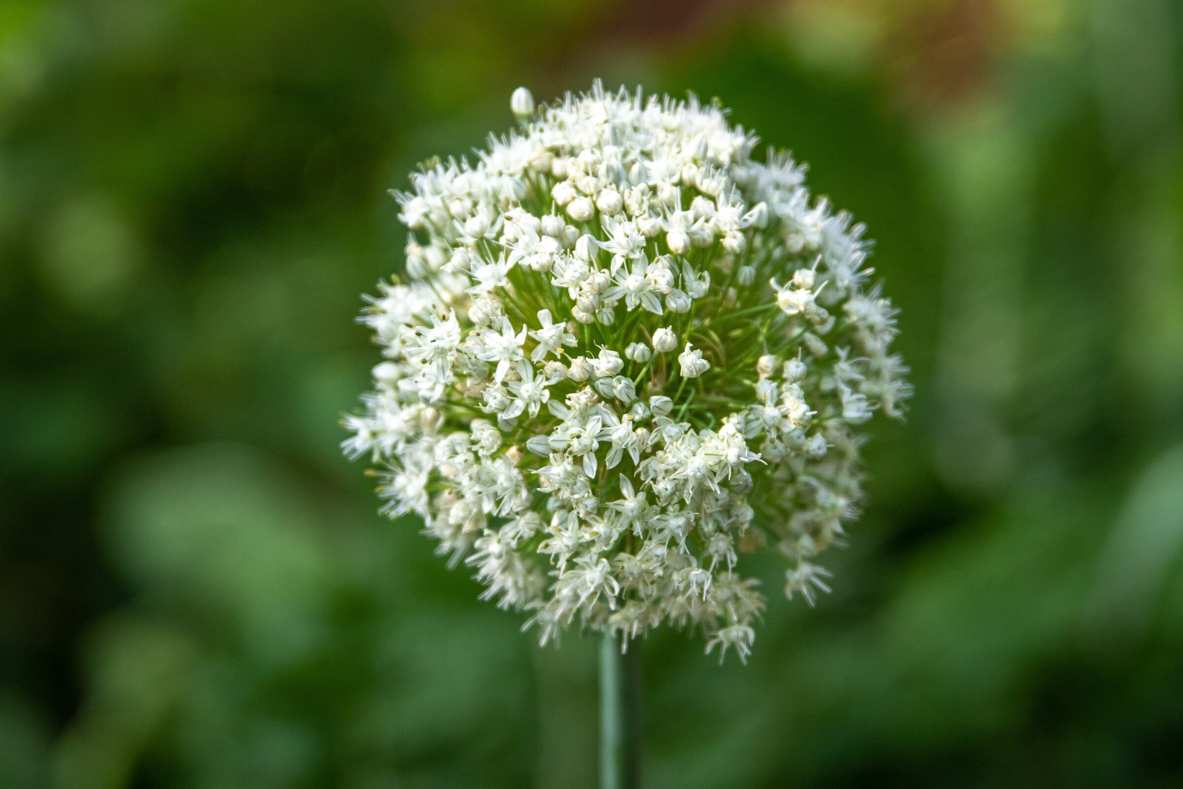 Allium ‘Mont Blanc’ - sierui