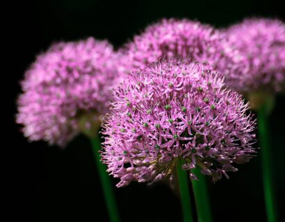 Allium ‘Christophii’ - sierui
