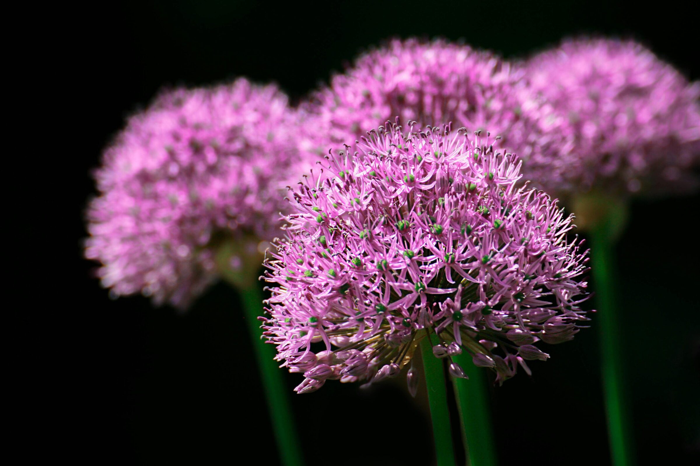 Allium ‘Christophii’ - sierui