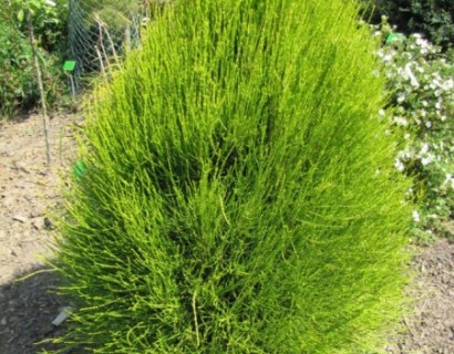 Platycladus orientalis ‘Franky Boy’ - Den