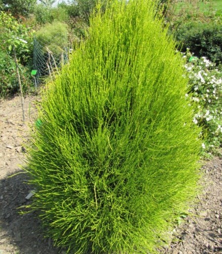 Platycladus orientalis ‘Franky Boy’ - 