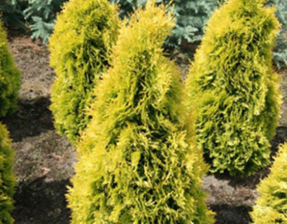 Thuja occidentalis ‘Jantar’ - levensboom