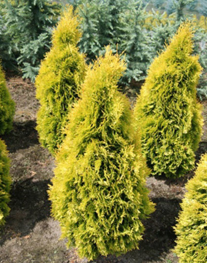 Thuja occidentalis ‘Jantar’ - levensboom