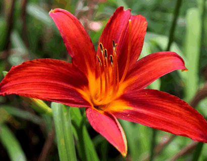 Hemerocallis ‘Red Rum’ - Daglelie