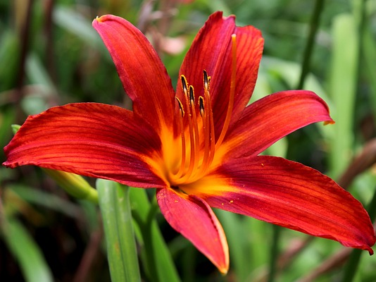 Hemerocallis ‘Red Rum’ - Daglelie
