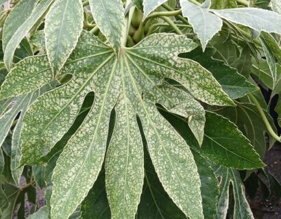 Fatsia japonica ‘Spiders web’ - Vingerplant