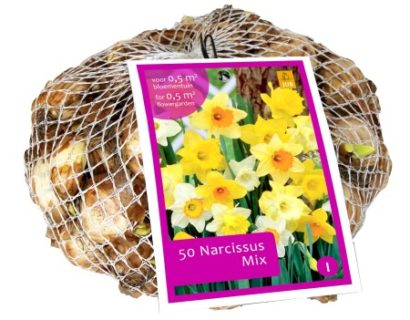 Narcissus ‘Mix’ - Narcis