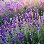 Mooie Lavendel!
