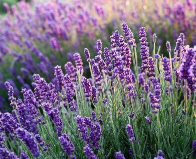 Mooie Lavendel!
