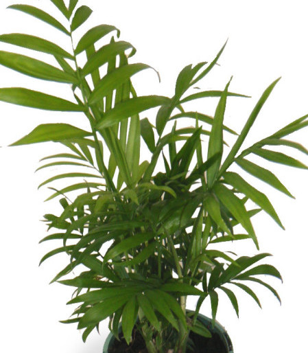 Chamaedorea ‘Elegans’ - Mexicaanse dwergpalm