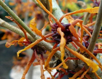 Hamamelis intermedia ‘Aphrodite’ - toverhazelaar