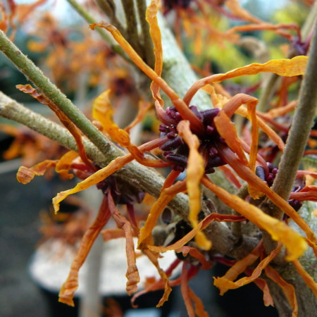 Hamamelis intermedia ‘Aphrodite’ - toverhazelaar