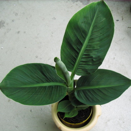 Musa ‘Dwarf Cavendish’ - Bananenplant