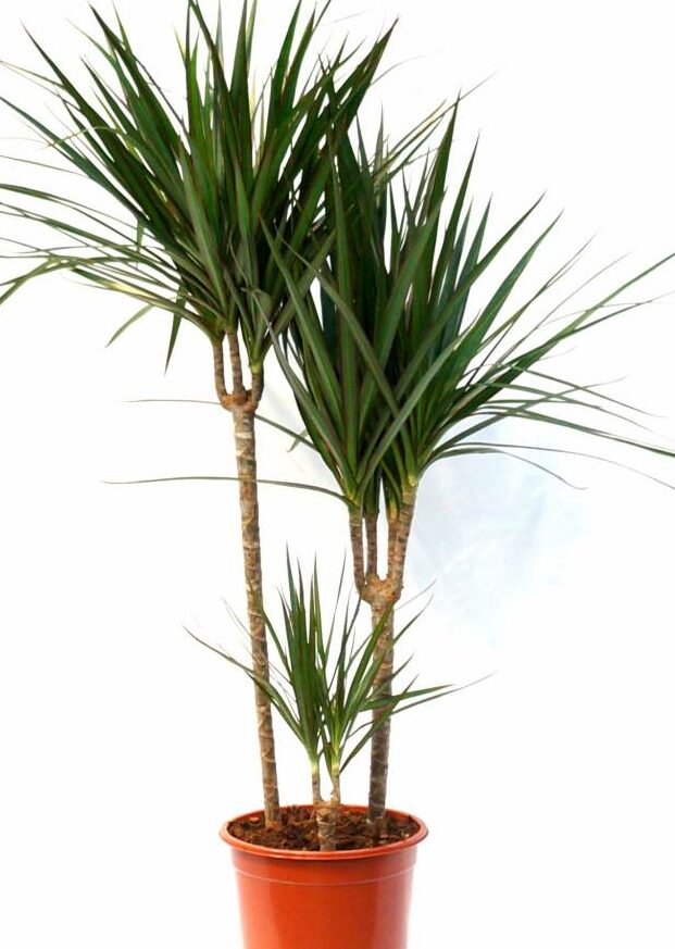 Dracaena Marginata Magenta - Drakenboom