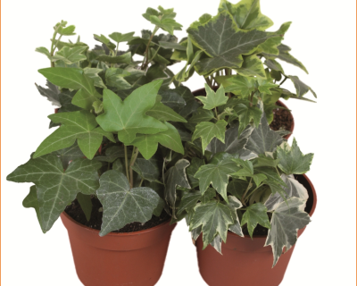 Hedera
