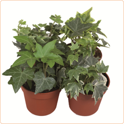 Hedera - klimop