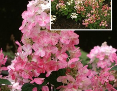 Hydrangea paniculata ‘Melange’ - pluimhortensia