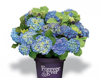 Hydrangea ‘Forever & Ever’ pot 5 liter - hortensia