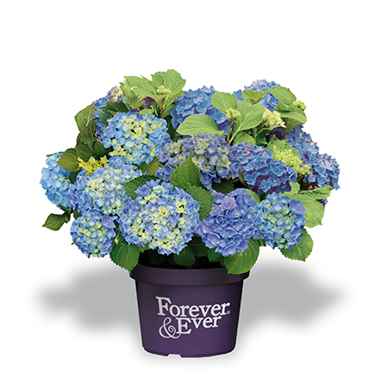 Hydrangea 'Forever&Ever' blauw