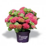 Verkoopt u ook Hydrangea ‘Forever&Ever’?