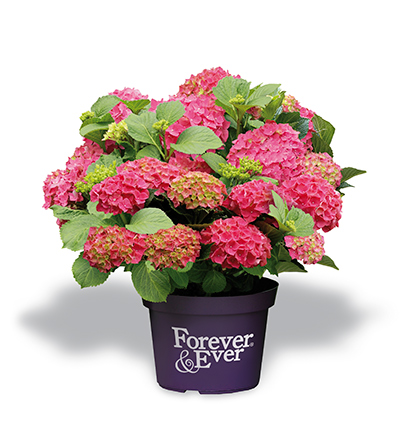 Hydrangea 'Forever&Ever' rood.