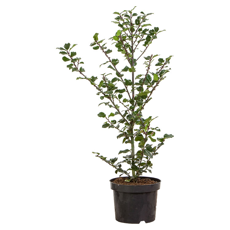  Ilex 'Blue Prince' c3 40/50.