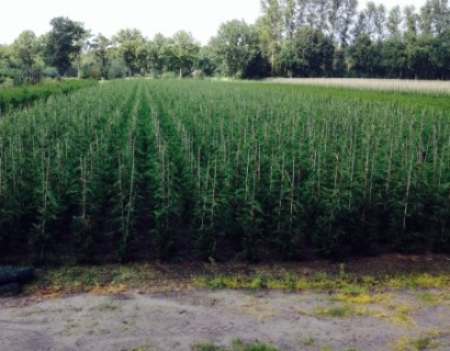 Snelgroeiende en goedkope coniferen planten: Cupressocyparis leylandii.