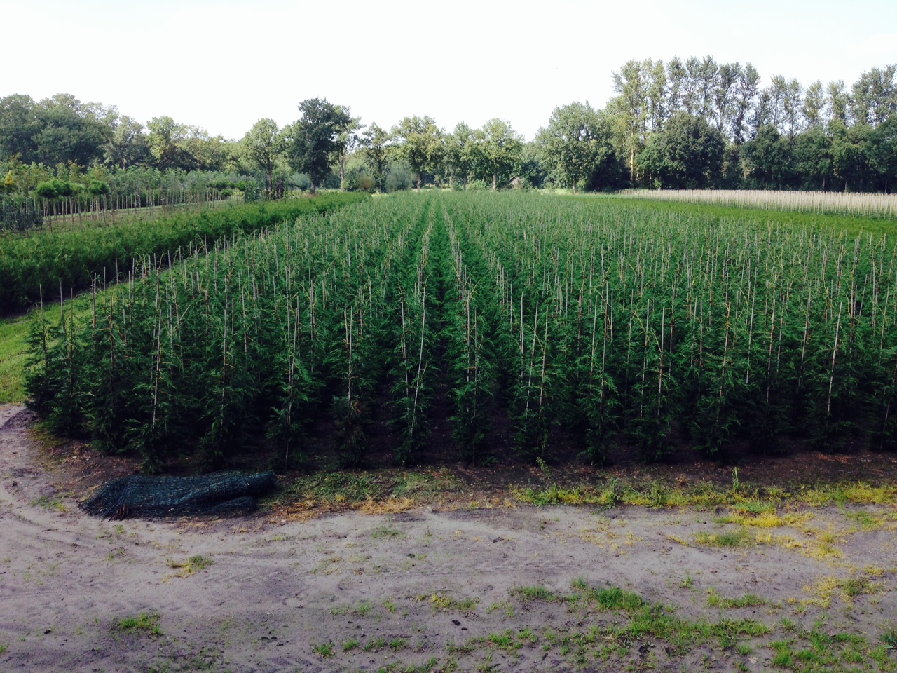 Glimp Bewijzen Moreel Snelgroeiende en goedkope coniferen planten: Cupressocyparis leylandii. -  Maréchal