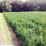 Hagen planten met Taxus baccata of venijnboom.