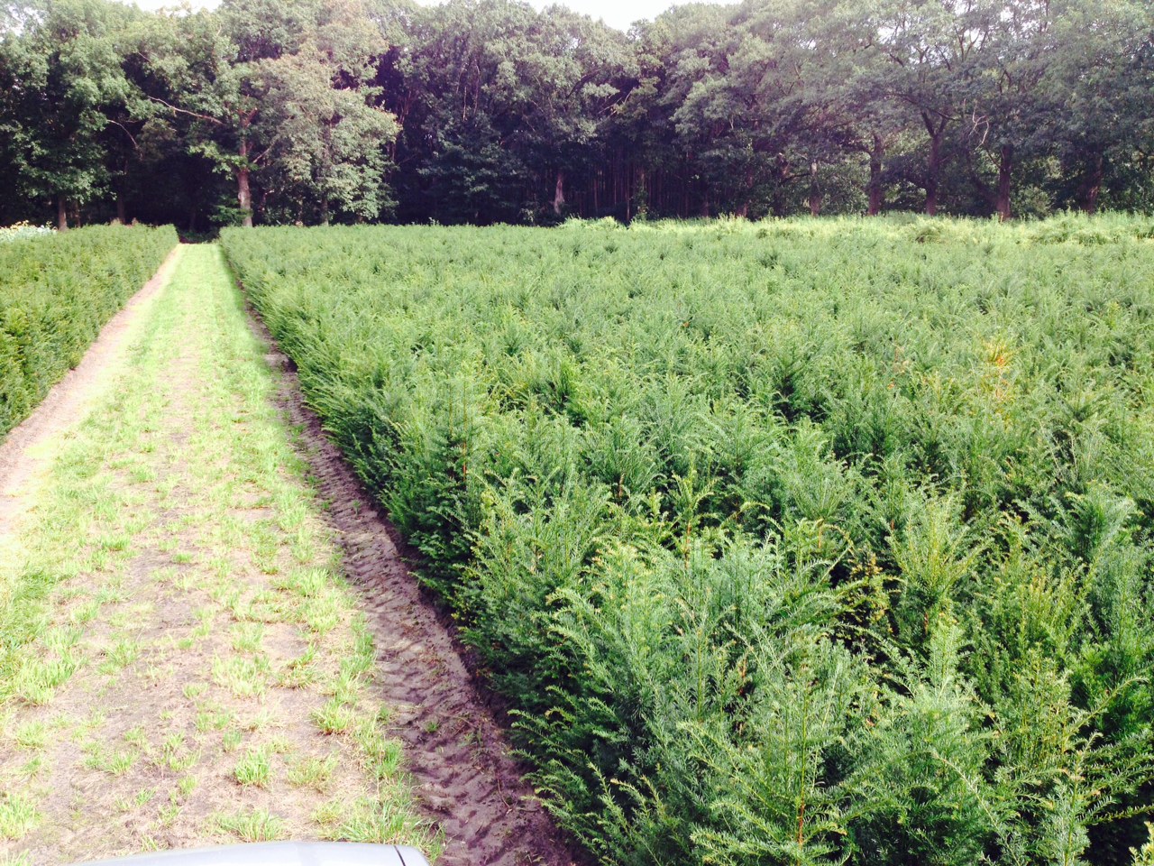 Hagen planten met Taxus baccata of venijnboom