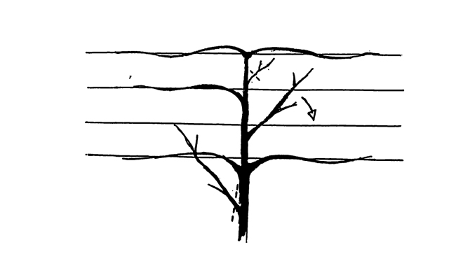 leibomen snoeien