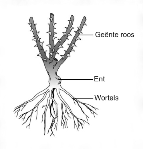 geënte roos.