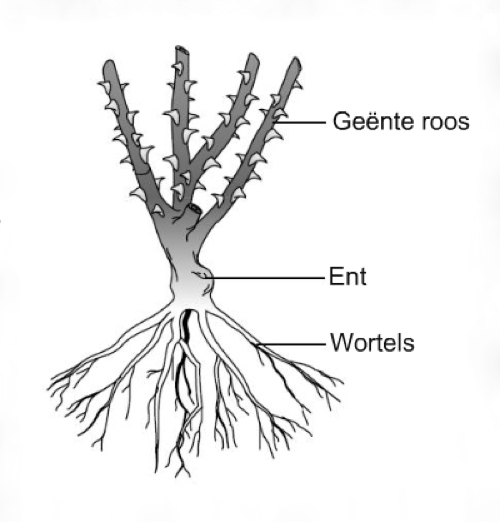 geënte roos.