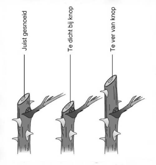  bloemtakken terugsnoeien rozen