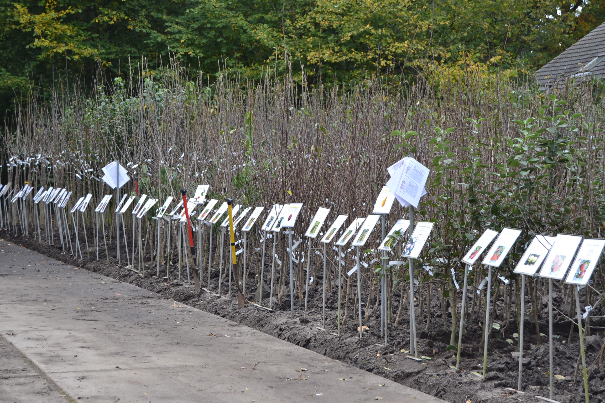 buitenafdeling Maréchal fruitbomen blote wortel.