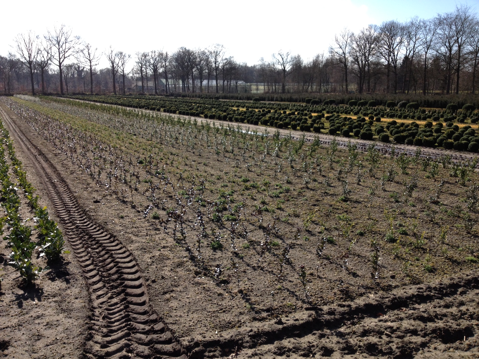 boomkwekerij Maréchal (hulst soorten)