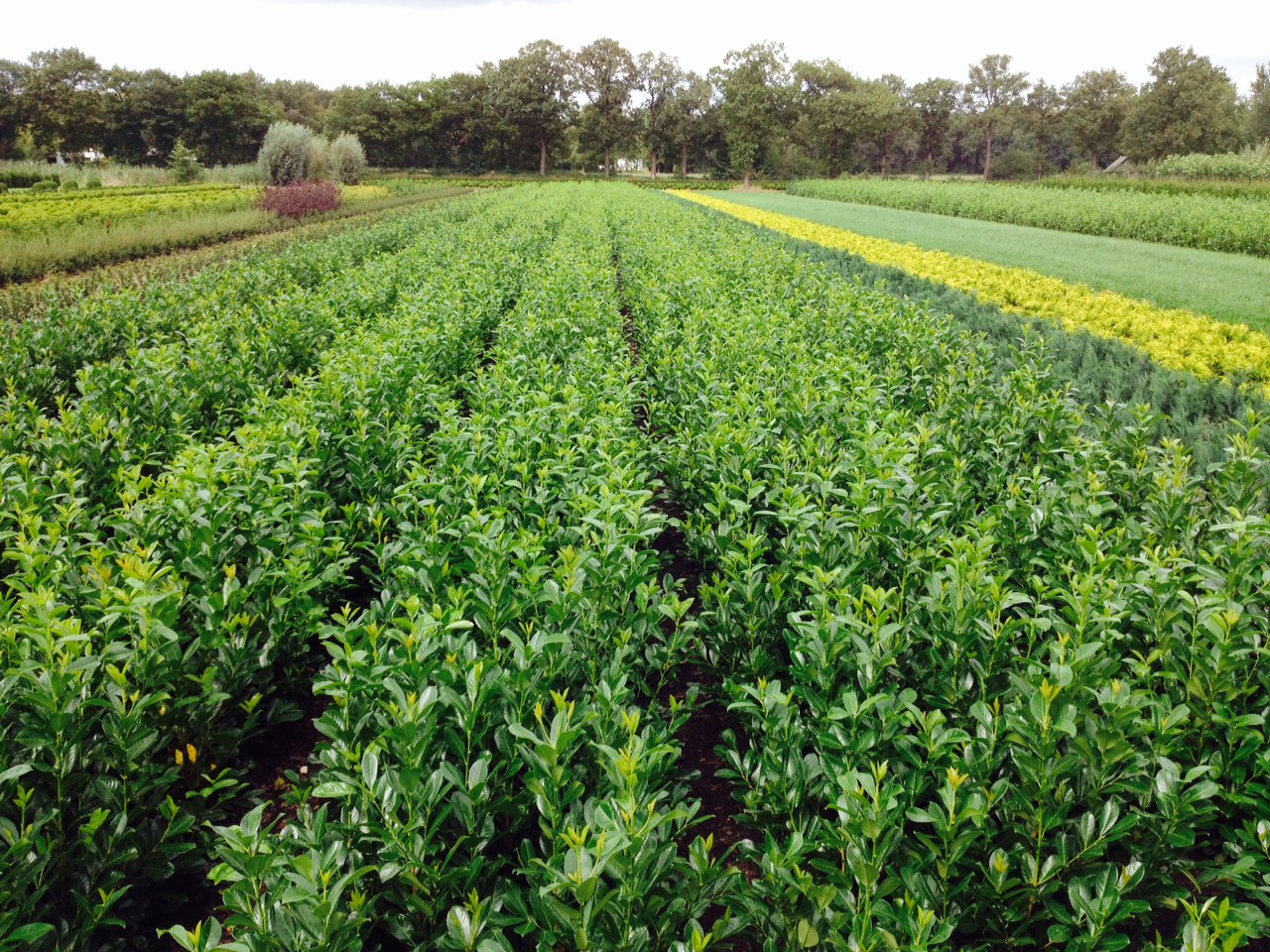 Laurier haag planten