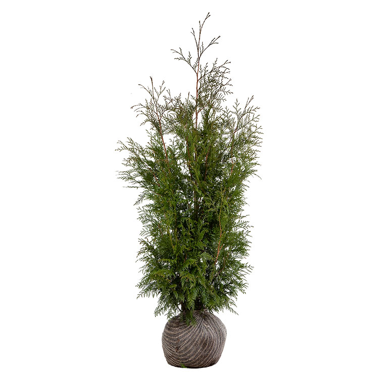 Thuja plicata 'Martin' kluit 125/150.