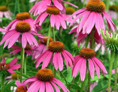 Echinacea ‘Red Knee High’ (grote pot) - zonnehoed